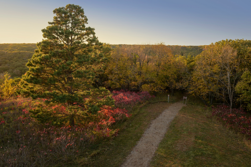 A scenic view of a path winding through colorful autumn foliage and a tall tree under a clear sky.