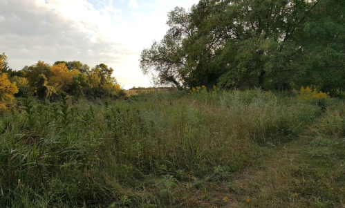 A serene landscape featuring tall grasses and trees under a partly cloudy sky, with hints of autumn colors.