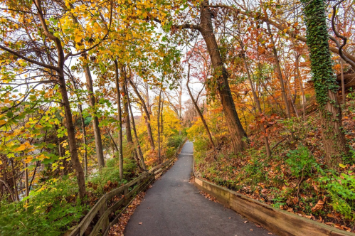 A winding path through a vibrant autumn forest with colorful leaves on trees and ground.