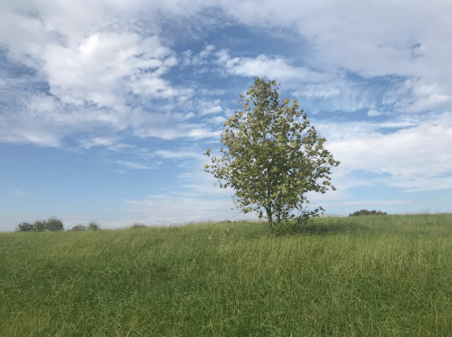 A solitary tree stands on a grassy hill under a partly cloudy sky.