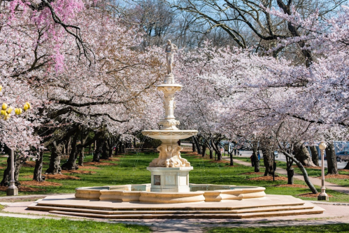 A decorative fountain surrounded by blooming cherry blossom trees in a park.