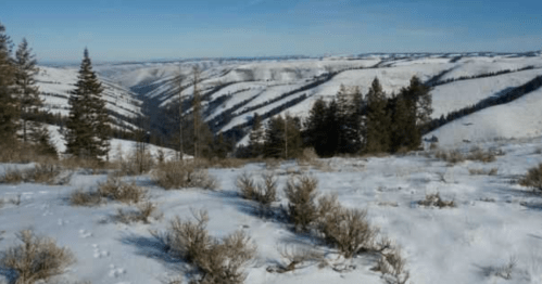 Snow-covered hills and valleys under a clear blue sky, with sparse trees and shrubs in the foreground.