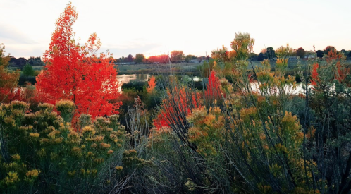 Vibrant autumn foliage with red and yellow trees beside a calm water body at sunset.