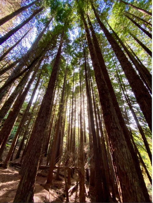 Tall trees stretch upward towards a bright sky, with sunlight filtering through the lush green canopy.