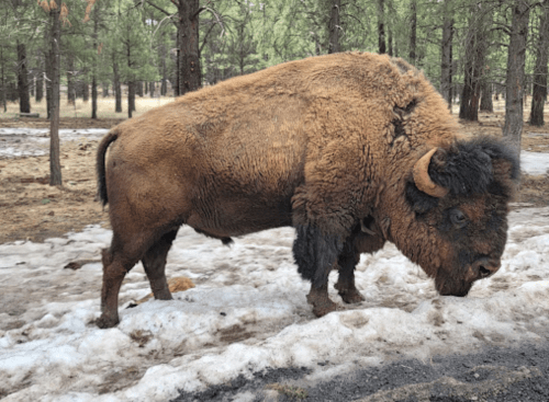 A bison stands on snow-covered ground surrounded by trees in a forested area.