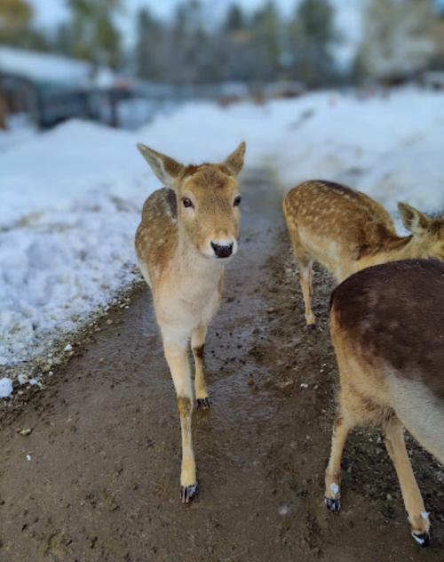 A young deer stands on a snowy path, looking curiously at the camera, with other deer in the background.