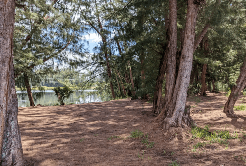 A serene landscape featuring tall trees by a calm river, with dappled sunlight filtering through the branches.