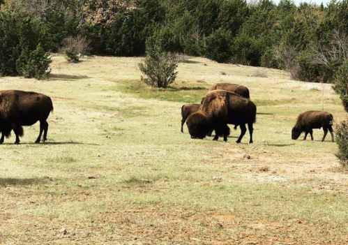 A group of bison grazing on a grassy field surrounded by trees.
