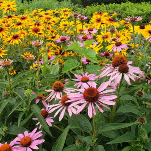 A vibrant garden filled with yellow and orange sunflowers alongside pink coneflowers in full bloom.