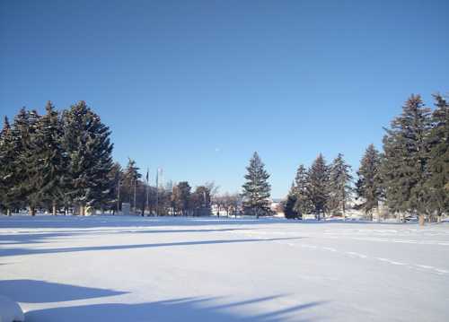 A snowy landscape with tall evergreen trees under a clear blue sky.