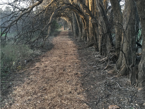 A winding dirt path surrounded by tall, bare trees creating a natural archway.