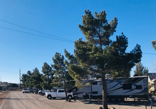 A row of RVs and trucks parked along a gravel road, lined with tall pine trees under a clear blue sky.