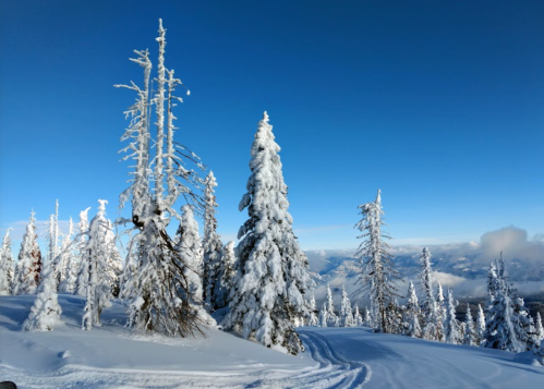 Snow-covered trees against a clear blue sky, with a snowy landscape stretching into the distance.