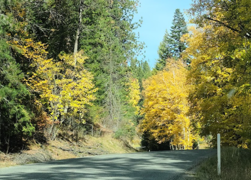 A scenic road lined with vibrant yellow trees, surrounded by green foliage under a clear blue sky.