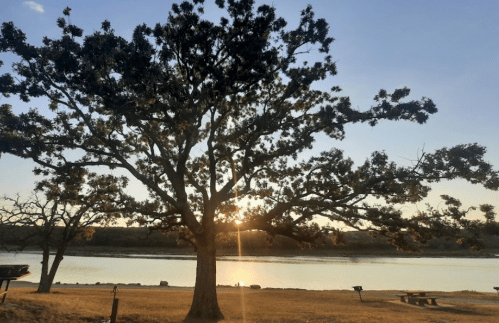 A large tree silhouetted against a sunset by a calm river, with picnic tables in the foreground.