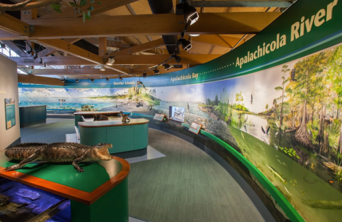 Exhibit showcasing the Apalachicola River with displays of wildlife and a mounted alligator in a natural history setting.