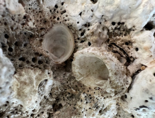 Close-up of textured rock surface with small holes and two round, shell-like formations.