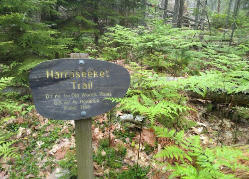 A wooden sign for Harraseeket Trail, indicating distance to Old Woods Road and Henrick Page Trail, surrounded by ferns.