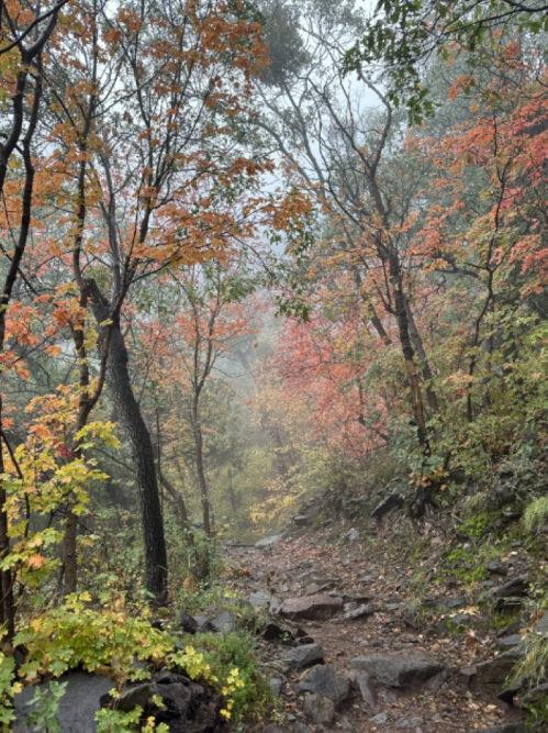 A misty forest path surrounded by trees with vibrant autumn leaves in shades of orange and yellow.