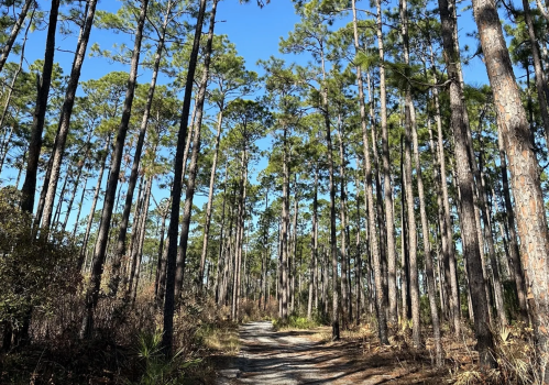 A dirt path winds through tall pine trees under a clear blue sky.