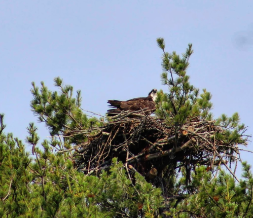 An osprey perched on a large nest atop a pine tree, surrounded by green foliage against a clear blue sky.