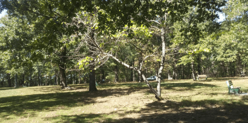 A sunny park scene with trees, grassy areas, and a bench in the background, creating a peaceful outdoor atmosphere.