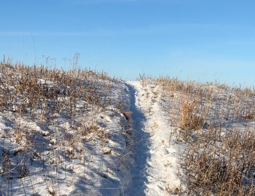 A snowy path winding through tall grass under a clear blue sky.