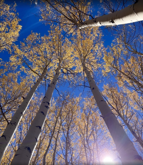 Looking up at tall trees with golden leaves against a clear blue sky. Sunlight filters through the branches.