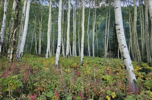 A serene forest scene featuring tall, white-barked trees surrounded by vibrant green and red foliage.