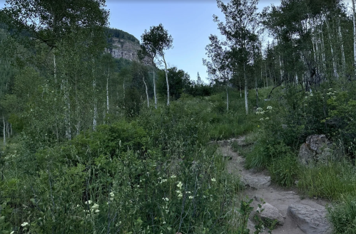 A serene forest scene with tall trees, lush greenery, and a rocky cliff in the background under a clear sky.