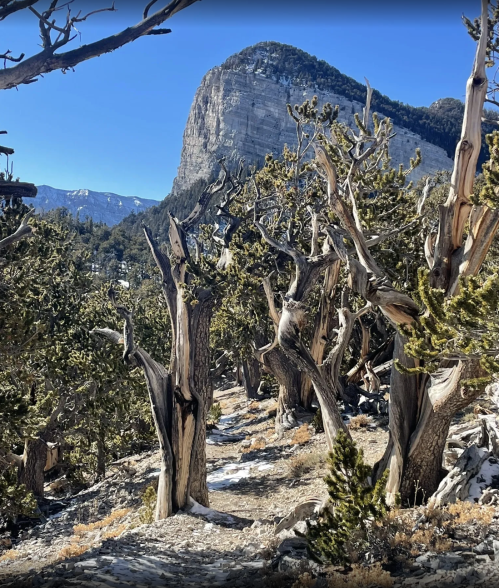 A rocky mountain looms in the background, surrounded by twisted, gnarled trees along a snowy trail.