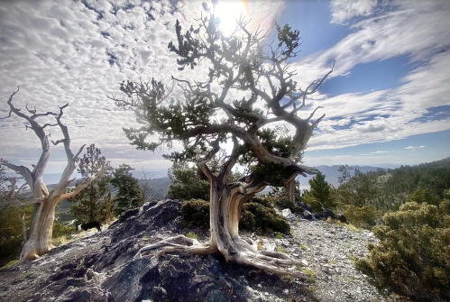 A gnarled tree stands on rocky terrain, surrounded by clouds and distant mountains under a bright sun.