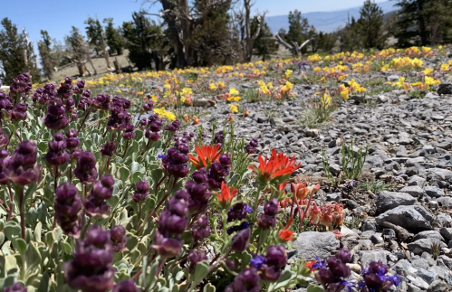 A vibrant field of wildflowers in purple, orange, and yellow blooms among rocky terrain under a clear blue sky.