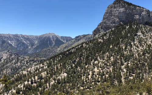 A scenic view of rugged mountains and pine-covered slopes under a clear blue sky.