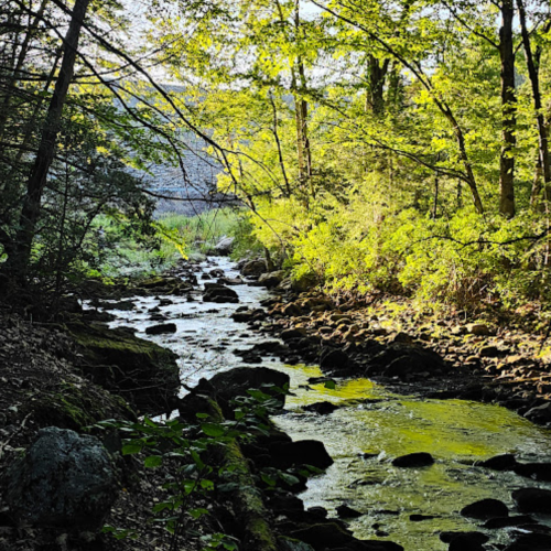 A serene stream flows through a lush, green forest, with sunlight filtering through the trees.