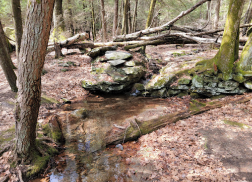 A serene forest scene with a small stream, fallen logs, and moss-covered rocks among trees and dry leaves.