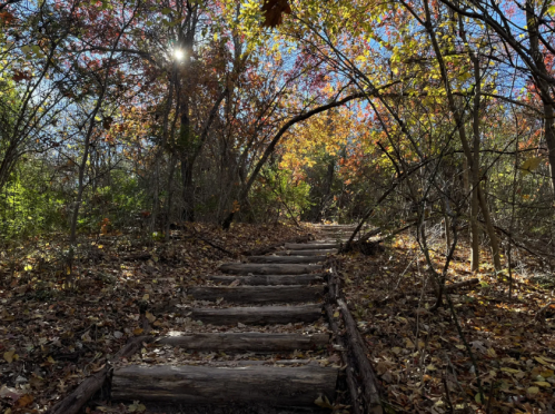 A wooded path with wooden steps, surrounded by colorful autumn leaves and sunlight filtering through the trees.