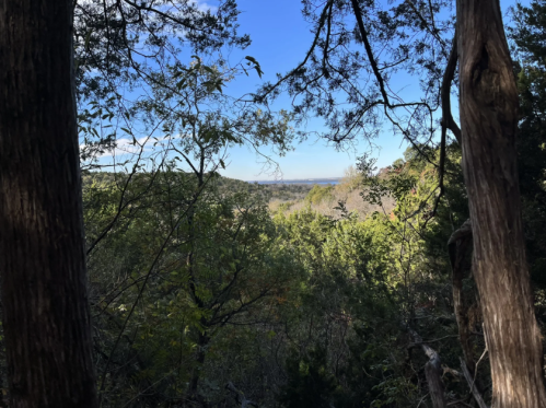 A scenic view of rolling hills and trees framed by two tall tree trunks under a clear blue sky.