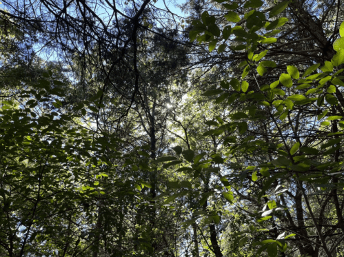 Sunlight filters through a dense canopy of green leaves in a forest, creating a serene and tranquil atmosphere.
