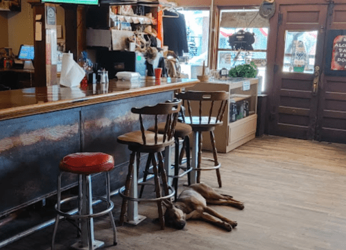 A dog lies on the floor of a rustic bar, with wooden stools and a counter in the background.