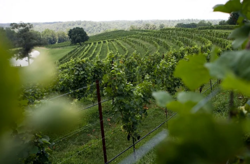 Lush vineyard rows stretch across rolling hills under a cloudy sky, with a serene pond in the background.