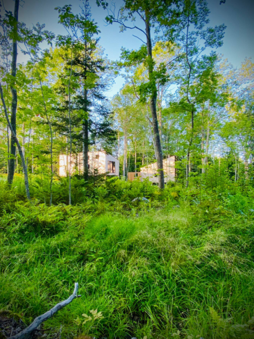 Two modern cabins nestled among lush green trees and ferns in a serene forest setting.