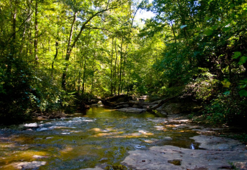 A serene river flows through a lush green forest, with sunlight filtering through the trees.