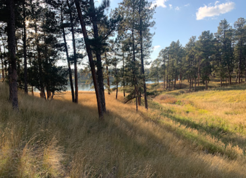 A serene landscape featuring tall grass and trees beside a calm lake under a clear blue sky.