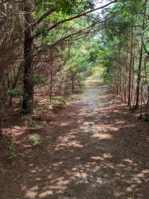 A narrow dirt path winding through a lush, green forest with trees on either side. Sunlight filters through the leaves.