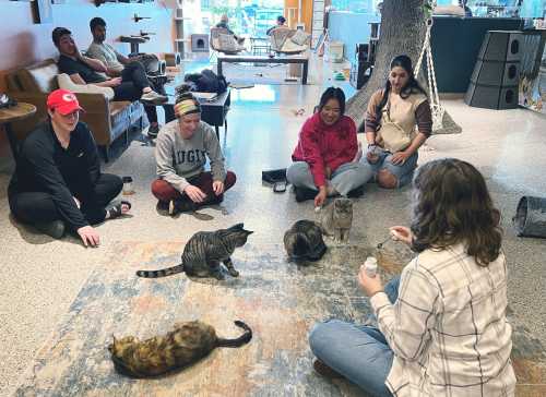 A group of people sitting on the floor, interacting with several cats in a cozy indoor space.