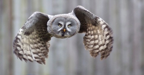 A great gray owl in flight, showcasing its large wings and intense gaze against a blurred background.