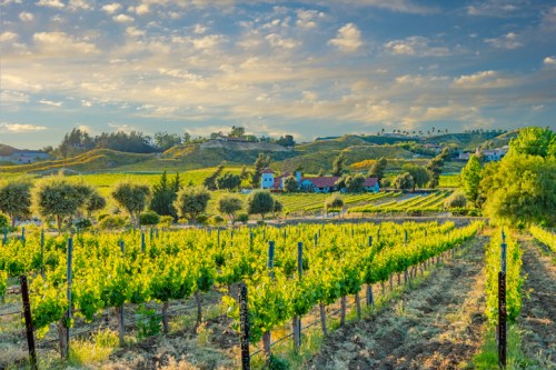 A scenic vineyard landscape with lush green rows of grapevines under a cloudy sky and rolling hills in the background.