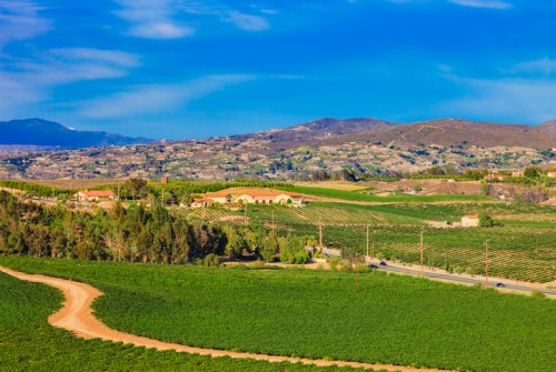 A scenic view of rolling vineyards under a blue sky, with mountains in the background and a winding road.