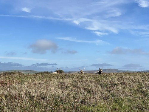Three deer grazing in a grassy field under a blue sky with scattered clouds.